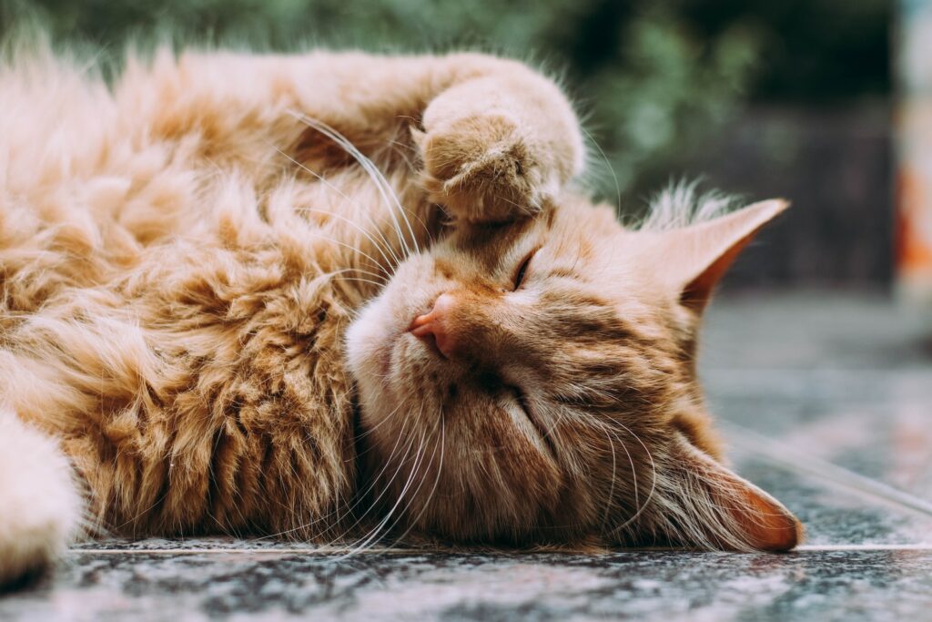 Hvorfor sover kat hele tiden? | KattensVerden.dk